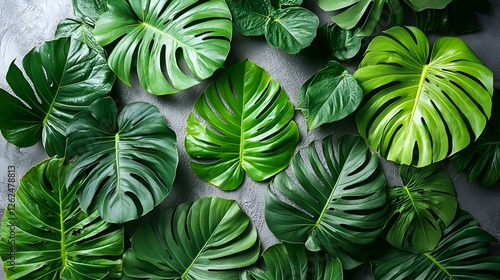 Tropical leaves flatlay, grey background, nature backdrop, design element
