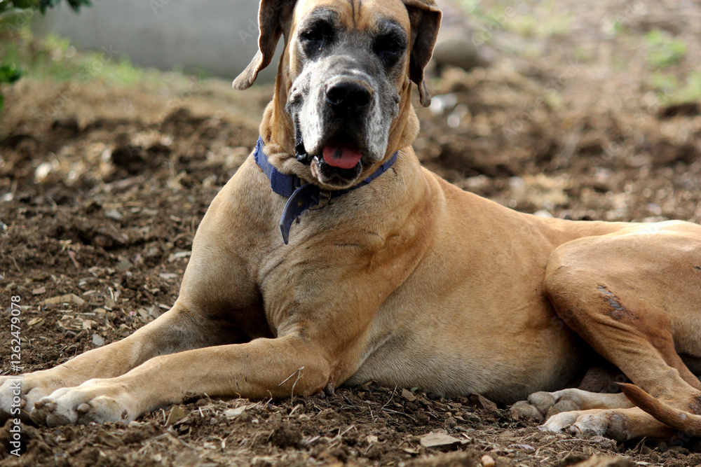 Fototapeta premium close up of great dane dog sitting in farm house