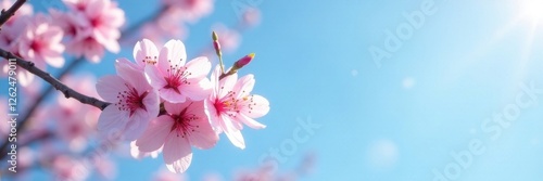 Delicate pink sakura blossoms on branch against blue sky, pastel, flower, tree