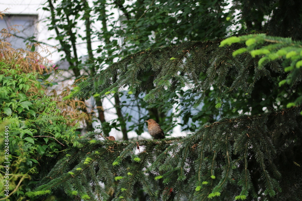 Fototapeta premium bird in a tree