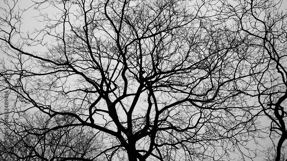 The photo shows a silhouette of a tree and branches without leaves on a gray background The photo shows a silhouette of a tree and branches without leaves on a gray background