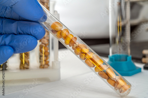 Laboratory studies of corn seeds. Studies on the analysis of agricultural grains and seeds in laboratory conditions.