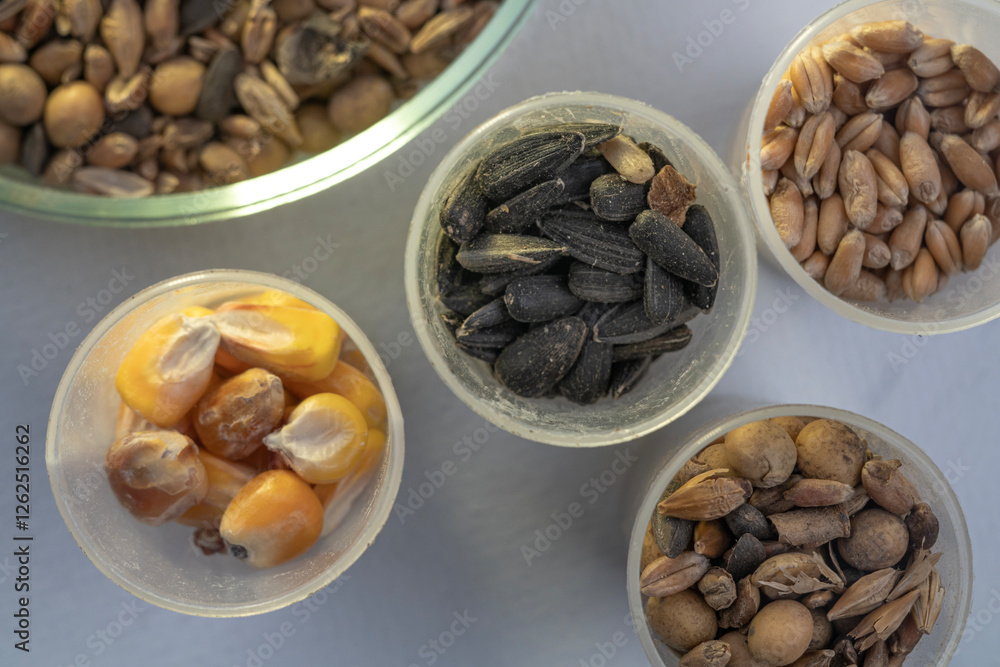 Laboratory studies of seeds. Studies on the analysis of agricultural grains and seeds in laboratory conditions. Laboratory studies of seeds. Studies on the analysis of agricultural grains and seeds in laboratory conditions.