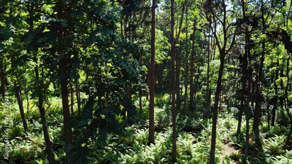 Aerial video captures lush forest with tall trees and dense ferns, showcasing vibrant greenery from a high-angle perspective. Aerial video captures lush forest with tall trees and dense ferns, showcasing vibrant greenery from a high-angle perspective.