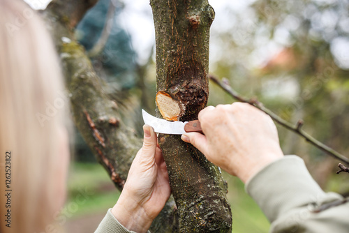 Gardener using knife to trim tree bark after pruning branch or diseased plant area. Arborist doing spring gardening in orchard