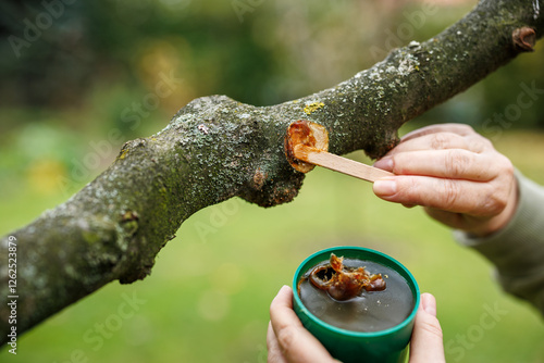 Photos Arborist is applying tree wound dressing or grafting wax to prevent infection an