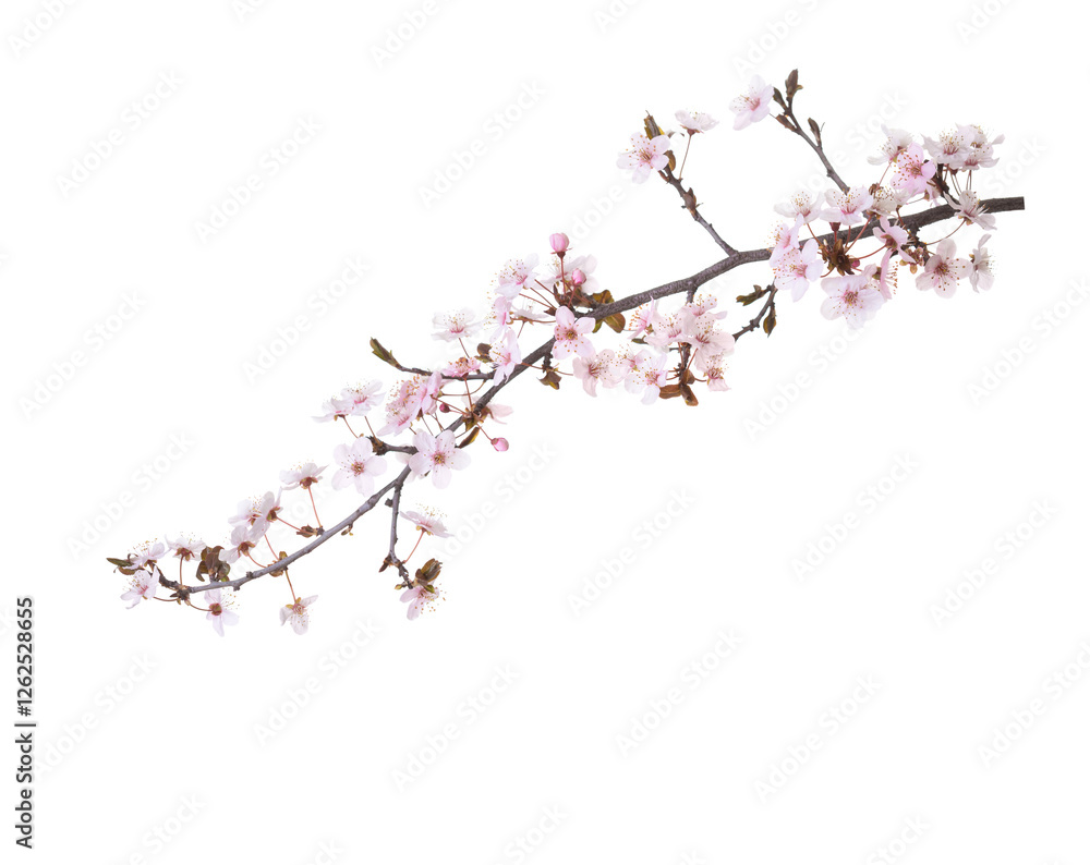 Branch with pale pink flowers of Sakura isolated on white background. Branch with pale pink flowers of Sakura isolated on white background.