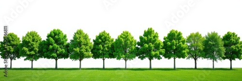 Lush green trees in a neat row against a bright white sky , clean, fresh, backdrop