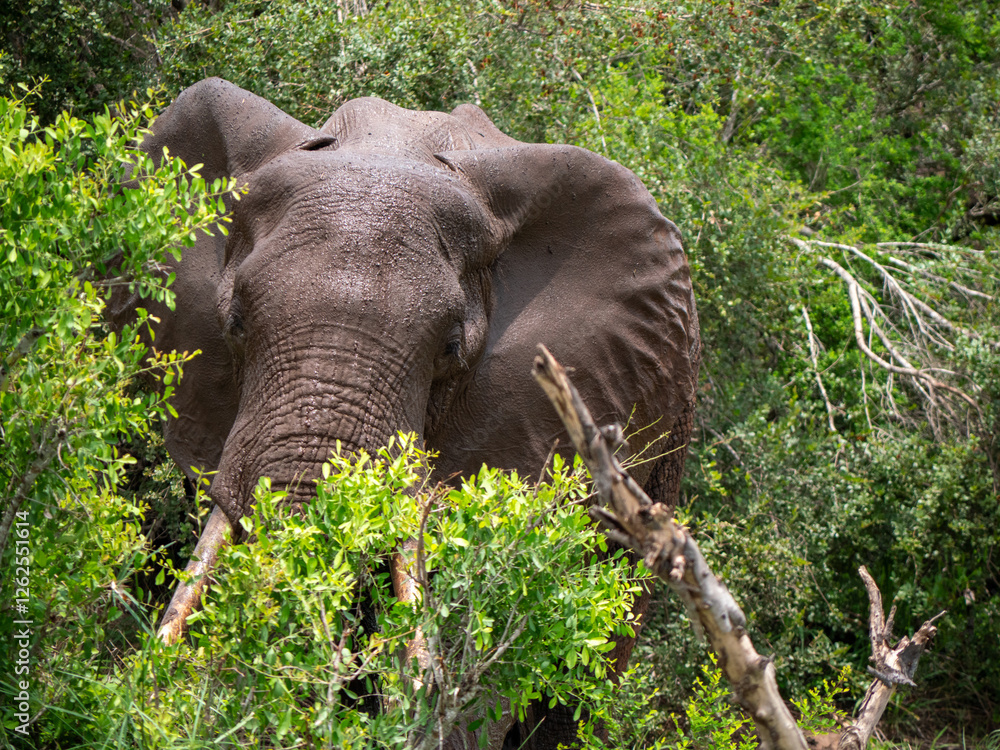 Obraz premium Tête d'éléphant caché un buisson dans le bush