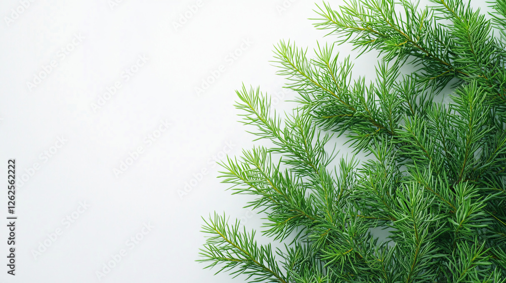 Obraz premium A set of green pine branches placed against a white background with soft lighting emphasizing their fresh and natural texture 