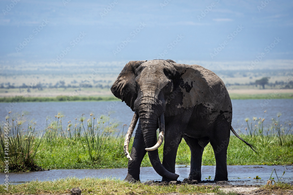 Fototapeta premium An elephant bull emerges from a watery marsh in Amboseli National Park, Kenya.