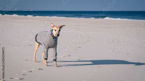 Joyful Whippet Playing on a Sandy Beach photo