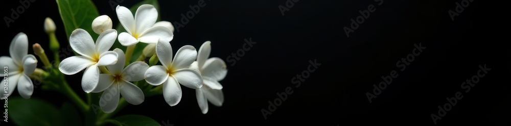 Obraz premium Clusters of jasmine flowers, stark white against a matte black backdrop , contrast, sharp