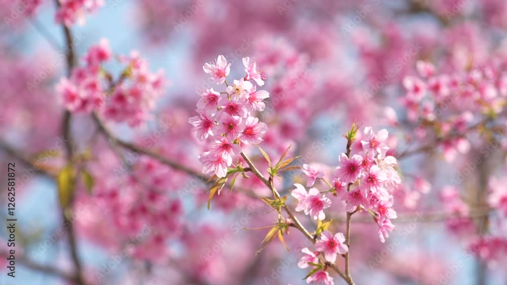 4k video soft focus cherry blossom and tiger lily, pink and white flower background 4k video soft focus cherry blossom and tiger lily, pink and white flower background