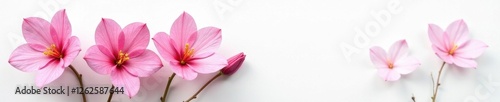 Elegant freesia blossoms arranged on pure white background, plant, bright
