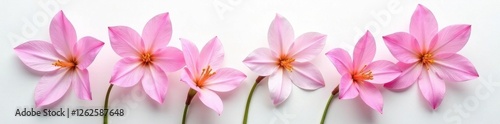 Elegant freesia blooms arranged on pristine white backdrop, bloom, white, photography