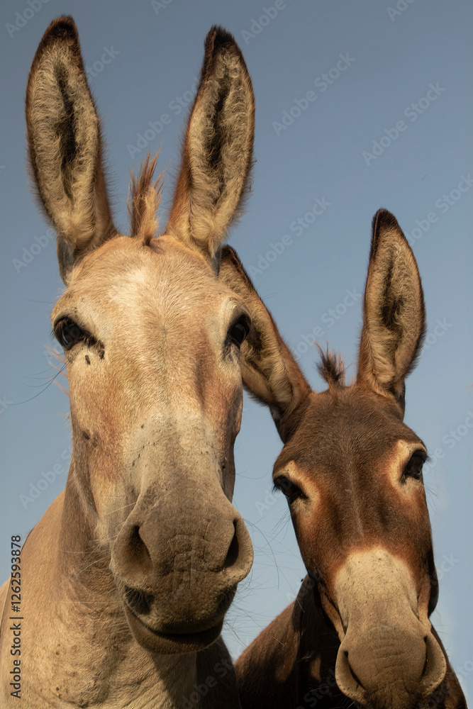 Obraz premium Two funny inquisitive donkeys.