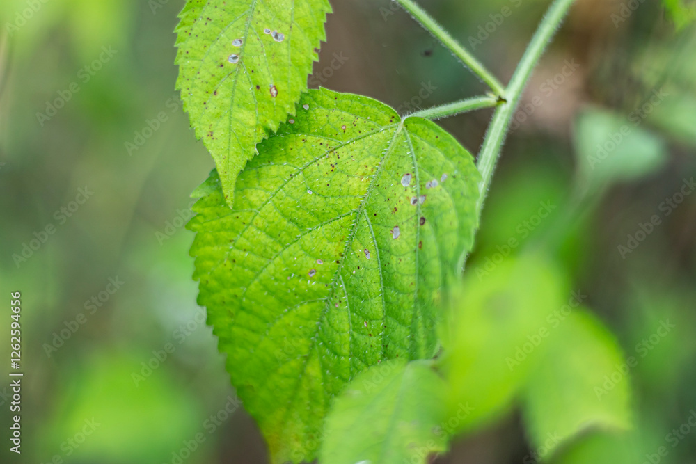 Indian stinging nettle leaves, Tragia involucrata, Chinese-bur Indian stinging nettle leaves, Tragia involucrata, Chinese-bur