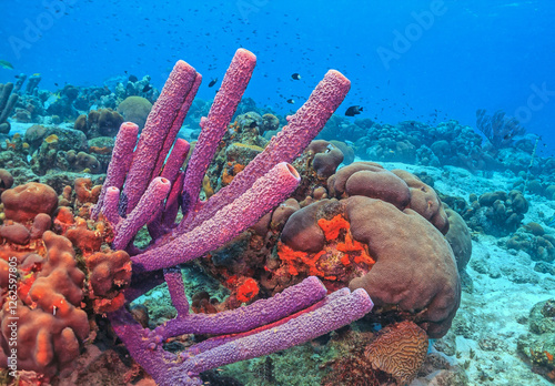 Caribbean coral garden, Bonaire photo