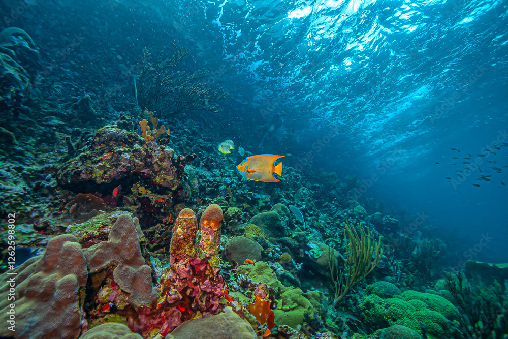 custom made wallpaper toronto digitalCaribbean coral garden, Bonaire