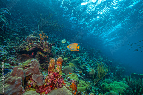 Wallpaper Mural Caribbean coral garden, Bonaire Torontodigital.ca