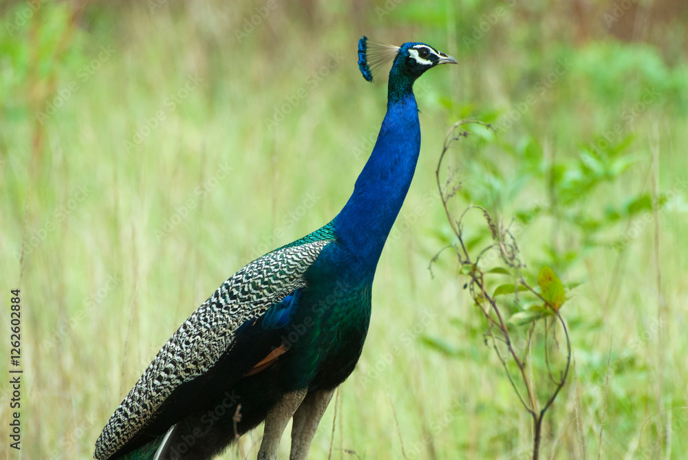 Obraz premium Indian Peacock looking graciously in the wilderness, Kanha National Park, Madhya pradesh, India.