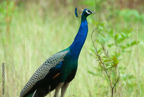 Indian Peacock looking graciously in the wilderness, Kanha National Park, Madhya pradesh, India. photo