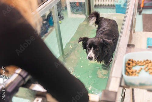 Tableau sur toile Veterinarian assisting dog undergoing hydrotherapy treatment