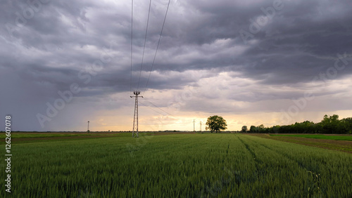 wheat field in the spring in Vojvodina province photo