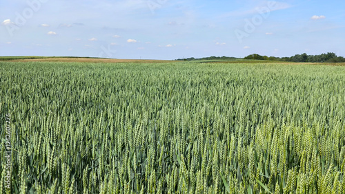 wheat field in the spring in Vojvodina province photo