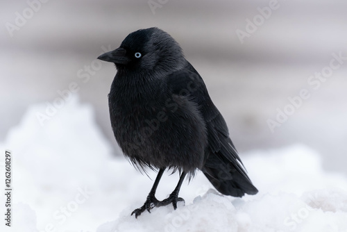 Western jackdaw black bird in the snow