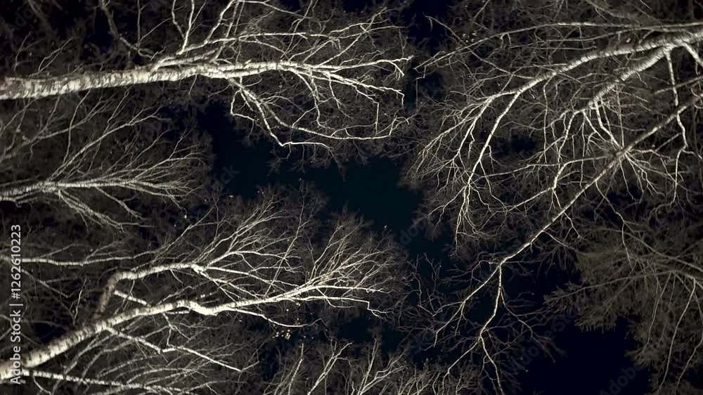 View of bare skeletal tree branches against dark night sky. Beautiful silhouette. Nature, solitude, winter forest. Magical wood in evening. Bottom view. Birch trees background. View of bare skeletal tree branches against dark night sky. Beautiful silhouette. Nature, solitude, winter forest. Magical wood in evening. Bottom view. Birch trees background.