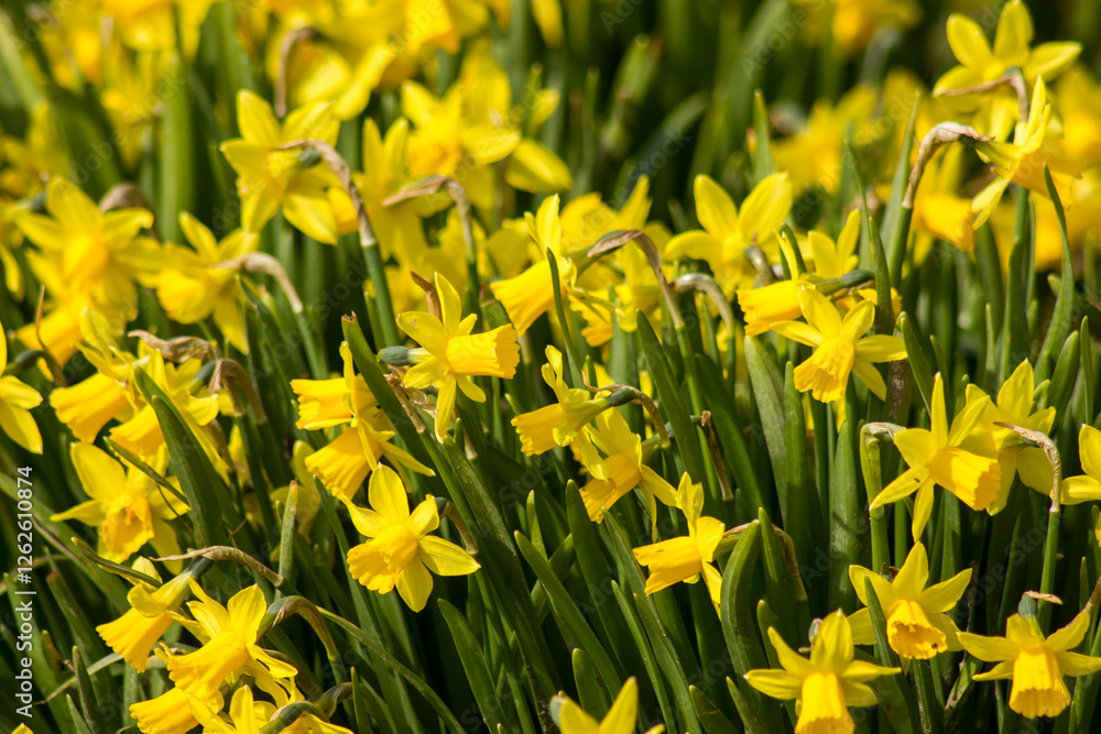 Fototapeta premium the daffodil, Narcissus pseudonarcissus, yellow narcissus flowers in a park, springtime