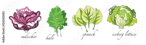 Leaf Vegetable and Herbs with Name Vector Set