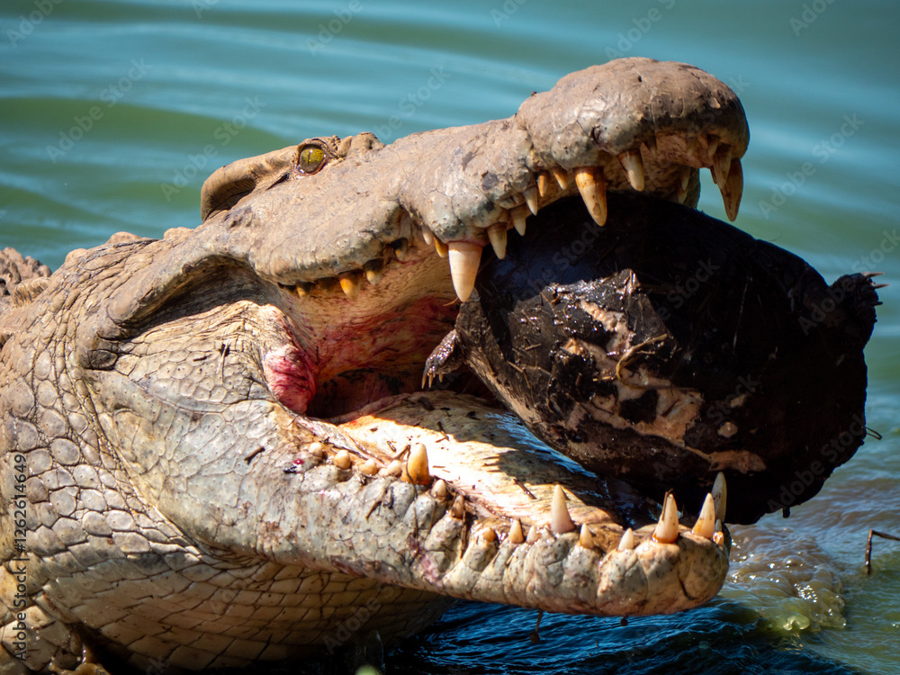 Fototapeta premium Crocodile avec une tortue dans sa gueule