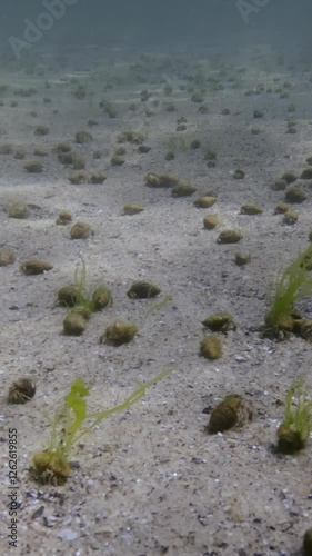 Vertical video, Time lapse, Close up of a large group of hermit crabs Diogenes running across sandy bottom with sun glare them leaving tracks in sand. Active life of sandy seabed in shallow water photo