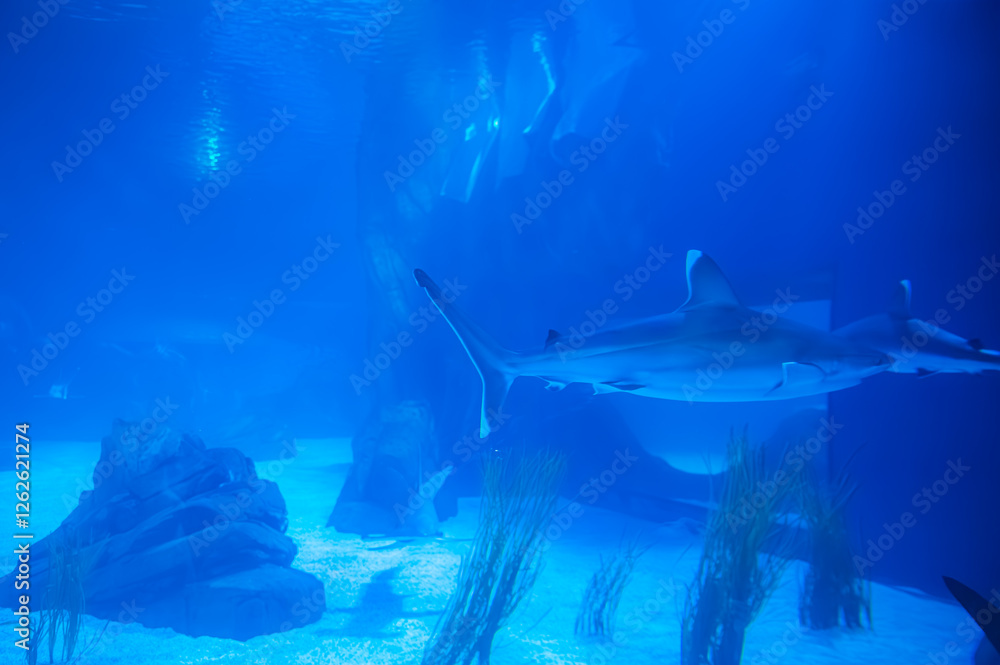 Obraz premium Grace and power collide in the silhouette of a hammerhead gliding through the deep, Georgia Aquarium, Atlanta, Georgia, United States of America