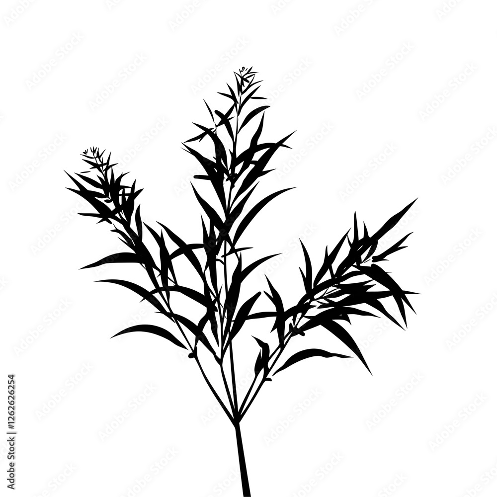 Obraz premium plant silhouette
