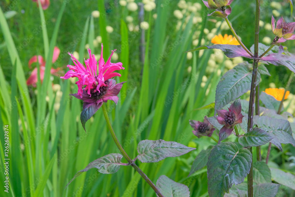Monarda is cultivated as an ornamental plant. Nature floral background. Violet flowers in meadow. Honey-bearing and essential oil plant. Monarda is cultivated as an ornamental plant. Nature floral background. Violet flowers in meadow. Honey-bearing and essential oil plant.