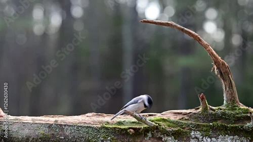 Black-capped Chickadee finding food on a log in the woods in winter