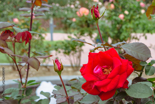 Plakat 前橋バラ園 薔薇の花34
