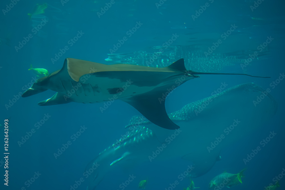 Fototapeta premium The manta ray swims with a grace unmatched, its wings cutting through the water like the flutter of an ocean breeze, Georgia Aquarium, Atlanta, Georgia, United States of America