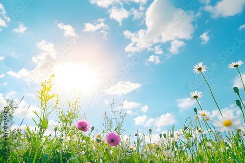 Fototapeta Naklejka Na Ścianę i Meble -  Beautiful summer landscape with poppy and daisy flowers in the field at sunset