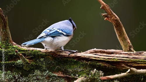 Blue Jay on a log 