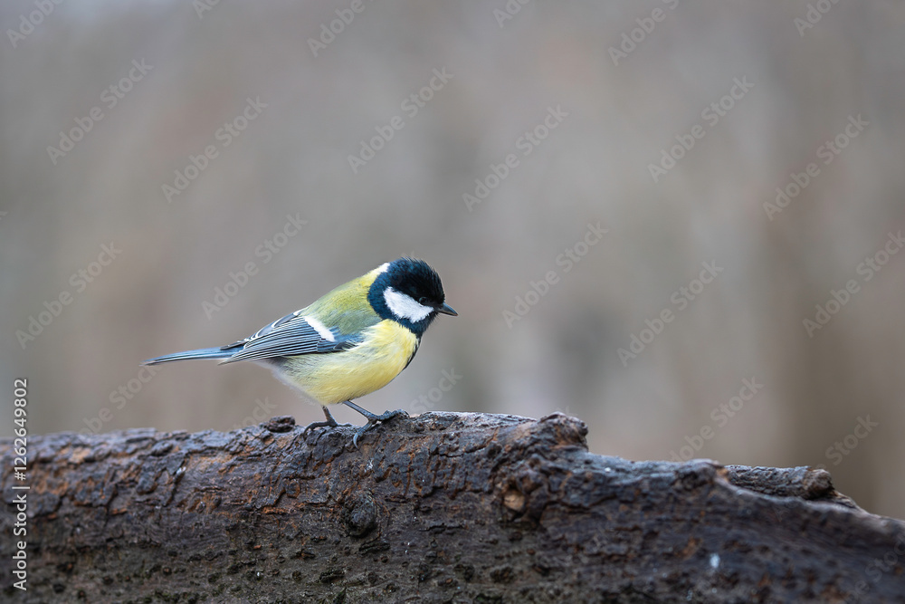 Small bird great tit (Parus major) in the nature perched on tree branch in winter time. Great tit standing on a log. Small bird great tit (Parus major) in the nature perched on tree branch in winter time. Great tit standing on a log.