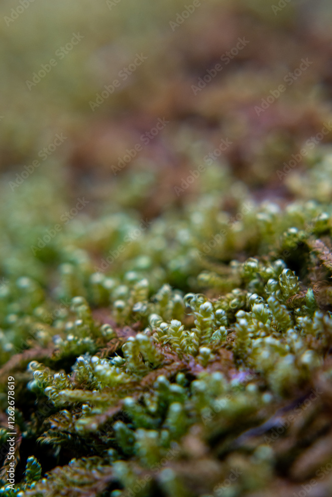 Close up of moss growing on a log Close up of moss growing on a log