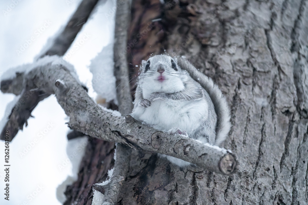 北海道 エゾモモンガ 小動物 哺乳類 かわいい 北海道 エゾモモンガ 小動物 哺乳類 かわいい