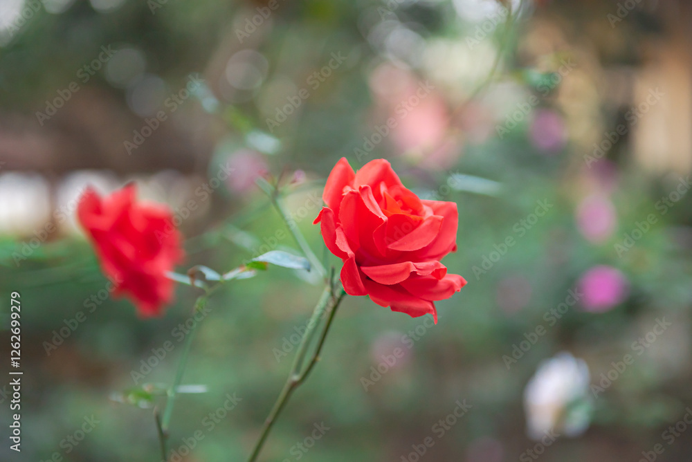 Vietnamese Pinkish red rose blossom at backyard garden in Mai Chau, Hoa Binh, Vietnam, showy display of double blooming flowers, rose leaves branches canes background, multiple layers of petal Vietnamese Pinkish red rose blossom at backyard garden in Mai Chau, Hoa Binh, Vietnam, showy display of double blooming flowers, rose leaves branches canes background, multiple layers of petal