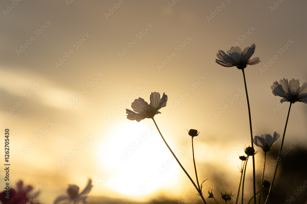 Obraz premium 夕日を背にするコスモス