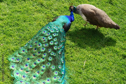 Konstfotografi Pavos reales hembra y macho